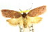  ( - CCDB-15765-F09)  @11 [ ] CreativeCommons - Attribution (2011) ANIC/CBG Photography Group Centre for Biodiversity Genomics