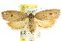  ( - CCDB-15765-G06)  @14 [ ] CreativeCommons - Attribution (2011) ANIC/CBG Photography Group Centre for Biodiversity Genomics