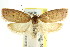  ( - CCDB-15765-G10)  @11 [ ] CreativeCommons - Attribution (2011) ANIC/CBG Photography Group Centre for Biodiversity Genomics