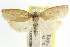  ( - CCDB-15765-G11)  @11 [ ] CreativeCommons - Attribution (2011) ANIC/CBG Photography Group Centre for Biodiversity Genomics