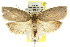  ( - CCDB-15772-E09)  @14 [ ] CreativeCommons - Attribution (2011) ANIC/CBG Photography Group Centre for Biodiversity Genomics