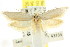  ( - CCDB-15774-C01)  @11 [ ] CreativeCommons - Attribution (2011) ANIC/CBG Photography Group Centre for Biodiversity Genomics