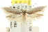  ( - CCDB-15774-C08)  @11 [ ] CreativeCommons - Attribution (2011) ANIC/CBG Photography Group Centre for Biodiversity Genomics