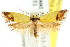  (Ocystola spectabilis - CCDB-15774-C10)  @14 [ ] CreativeCommons - Attribution (2011) ANIC/CBG Photography Group Centre for Biodiversity Genomics