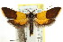  ( - CCDB-15774-G02)  @11 [ ] CreativeCommons - Attribution (2011) ANIC/CBG Photography Group Centre for Biodiversity Genomics
