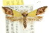  ( - CCDB-15775-B03)  @15 [ ] CreativeCommons - Attribution (2011) ANIC/CBG Photography Group Centre for Biodiversity Genomics