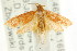  ( - CCDB-15775-E07)  @12 [ ] CreativeCommons - Attribution (2011) ANIC/CBG Photography Group Centre for Biodiversity Genomics
