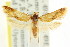  (Hemibela sp. ANIC25 - CCDB-15775-F01)  @11 [ ] CreativeCommons - Attribution (2011) ANIC/CBG Photography Group Centre for Biodiversity Genomics