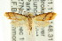  (Idioxantha - CCDB-15775-G05)  @13 [ ] CreativeCommons - Attribution (2011) ANIC/CBG Photography Group Centre for Biodiversity Genomics