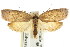  ( - CCDB-15776-G04)  @15 [ ] CreativeCommons - Attribution (2011) ANIC/CBG Photography Group Centre for Biodiversity Genomics