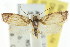  (Heliocausta pelosticta - CCDB-15777-E05)  @11 [ ] CreativeCommons - Attribution (2011) ANIC/CBG Photography Group Centre for Biodiversity Genomics