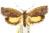  ( - CCDB-15777-F07)  @11 [ ] CreativeCommons - Attribution (2011) ANIC/CBG Photography Group Centre for Biodiversity Genomics