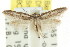  (Pseudotheta sp. ANIC4 - CCDB-15777-G06)  @11 [ ] CreativeCommons - Attribution (2011) ANIC/CBG Photography Group Centre for Biodiversity Genomics