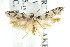 ( - CCDB-15779-G06)  @13 [ ] CreativeCommons - Attribution (2011) ANIC/CBG Photography Group Centre for Biodiversity Genomics
