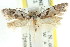  (Oxythecta sp. ANIC5 - CCDB-15779-H06)  @11 [ ] CreativeCommons - Attribution (2011) ANIC/CBG Photography Group Centre for Biodiversity Genomics