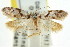  ( - CCDB-15780-B04)  @12 [ ] CreativeCommons - Attribution (2011) ANIC/CBG Photography Group Centre for Biodiversity Genomics