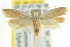  ( - CCDB-15780-D01)  @11 [ ] CreativeCommons - Attribution (2011) ANIC/CBG Photography Group Centre for Biodiversity Genomics