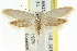  (Disselia - CCDB-15784-D06)  @14 [ ] CreativeCommons - Attribution (2011) ANIC/CBG Photography Group Centre for Biodiversity Genomics