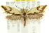  ( - CCDB-15787-E08)  @11 [ ] CreativeCommons - Attribution (2011) ANIC/CBG Photography Group Centre for Biodiversity Genomics