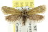  ( - CCDB-15787-E11)  @13 [ ] CreativeCommons - Attribution (2011) ANIC/CBG Photography Group Centre for Biodiversity Genomics