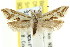  ( - CCDB-15787-F03)  @15 [ ] CreativeCommons - Attribution (2011) ANIC/CBG Photography Group Centre for Biodiversity Genomics