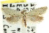  ( - CCDB-15787-H01)  @12 [ ] CreativeCommons - Attribution (2011) ANIC/CBG Photography Group Centre for Biodiversity Genomics