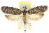  (Ericrypsina - CCDB-15788-A02)  @15 [ ] CreativeCommons - Attribution (2011) ANIC/CBG Photography Group Centre for Biodiversity Genomics