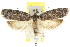  (Ericrypsina ductaria - CCDB-15788-A02)  @15 [ ] CreativeCommons - Attribution (2011) ANIC/CBG Photography Group Centre for Biodiversity Genomics