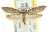  (Oenochroa - CCDB-15788-B11)  @15 [ ] CreativeCommons - Attribution (2011) ANIC/CBG Photography Group Centre for Biodiversity Genomics