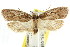  (Acantholena - CCDB-15788-F09)  @14 [ ] CreativeCommons - Attribution (2011) ANIC/CBG Photography Group Centre for Biodiversity Genomics