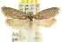  (Olenacantha - CCDB-15788-G11)  @11 [ ] CreativeCommons - Attribution (2011) ANIC/CBG Photography Group Centre for Biodiversity Genomics