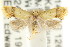  ( - CCDB-15789-E03)  @13 [ ] CreativeCommons - Attribution (2011) ANIC/CBG Photography Group Centre for Biodiversity Genomics
