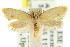  ( - CCDB-15789-G03)  @14 [ ] CreativeCommons - Attribution (2011) ANIC/CBG Photography Group Centre for Biodiversity Genomics