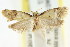  ( - CCDB-15790-B07)  @12 [ ] CreativeCommons - Attribution (2011) ANIC/CBG Photography Group Centre for Biodiversity Genomics