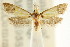  (Epithymema chrysocolla - CCDB-15790-D01)  @14 [ ] CreativeCommons - Attribution (2011) ANIC/CBG Photography Group Centre for Biodiversity Genomics