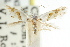  ( - CCDB-15790-F01)  @11 [ ] CreativeCommons - Attribution (2011) ANIC/CBG Photography Group Centre for Biodiversity Genomics