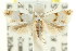 ( - CCDB-15794-C01)  @11 [ ] CreativeCommons - Attribution (2011) ANIC/CBG Photography Group Centre for Biodiversity Genomics
