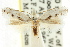  ( - CCDB-15794-C05)  @11 [ ] CreativeCommons - Attribution (2011) ANIC/CBG Photography Group Centre for Biodiversity Genomics