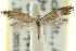  (Tinea1 spodina - CCDB-15794-F08)  @11 [ ] CreativeCommons - Attribution (2011) ANIC/CBG Photography Group Centre for Biodiversity Genomics