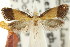  (TineaX nectarea - CCDB-15794-F12)  @11 [ ] CreativeCommons - Attribution (2011) ANIC/CBG Photography Group Centre for Biodiversity Genomics