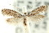  (Tinea1 phauloptera - CCDB-15797-E02)  @11 [ ] CreativeCommons - Attribution (2011) ANIC/CBG Photography Group Centre for Biodiversity Genomics