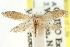  ( - CCDB-15797-G05)  @11 [ ] CreativeCommons - Attribution (2011) ANIC/CBG Photography Group Centre for Biodiversity Genomics
