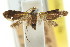  (Epicroesa ambrosia - CCDB-15799-B02)  @11 [ ] CreativeCommons - Attribution (2011) ANIC/CBG Photography Group Centre for Biodiversity Genomics
