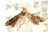 (Epicroesa sp. ANIC3 - CCDB-15799-B06)  @11 [ ] CreativeCommons - Attribution (2011) ANIC/CBG Photography Group Centre for Biodiversity Genomics