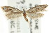  ( - CCDB-15799-B09)  @11 [ ] CreativeCommons - Attribution (2011) ANIC/CBG Photography Group Centre for Biodiversity Genomics