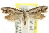  ( - CCDB-15799-B11)  @11 [ ] CreativeCommons - Attribution (2011) ANIC/CBG Photography Group Centre for Biodiversity Genomics
