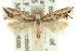  ( - CCDB-15799-B12)  @11 [ ] CreativeCommons - Attribution (2011) ANIC/CBG Photography Group Centre for Biodiversity Genomics
