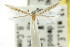  ( - CCDB-15799-C11)  @11 [ ] CreativeCommons - Attribution (2011) ANIC/CBG Photography Group Centre for Biodiversity Genomics
