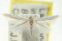  (Lyonetiid sp. ANIC6 - CCDB-15799-D01)  @11 [ ] CreativeCommons - Attribution (2011) ANIC/CBG Photography Group Centre for Biodiversity Genomics