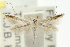  (Lyonetiid sp. ANIC7 - CCDB-15799-D02)  @11 [ ] CreativeCommons - Attribution (2011) ANIC/CBG Photography Group Centre for Biodiversity Genomics